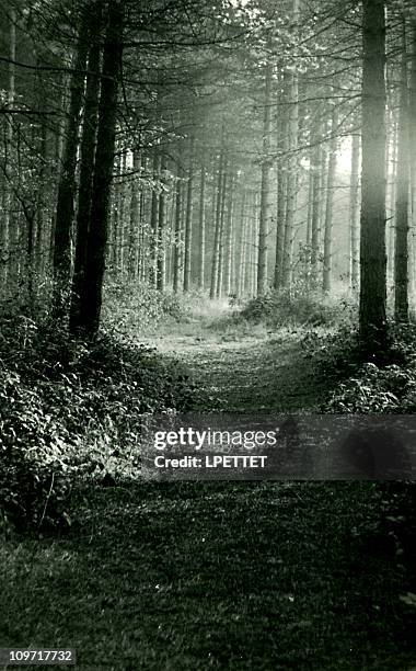 woods - harry gross stock pictures, royalty-free photos & images
