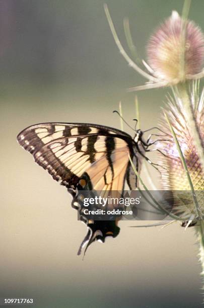 eastern tiger swallowtail butterfly - pollinator stock pictures, royalty-free photos & images