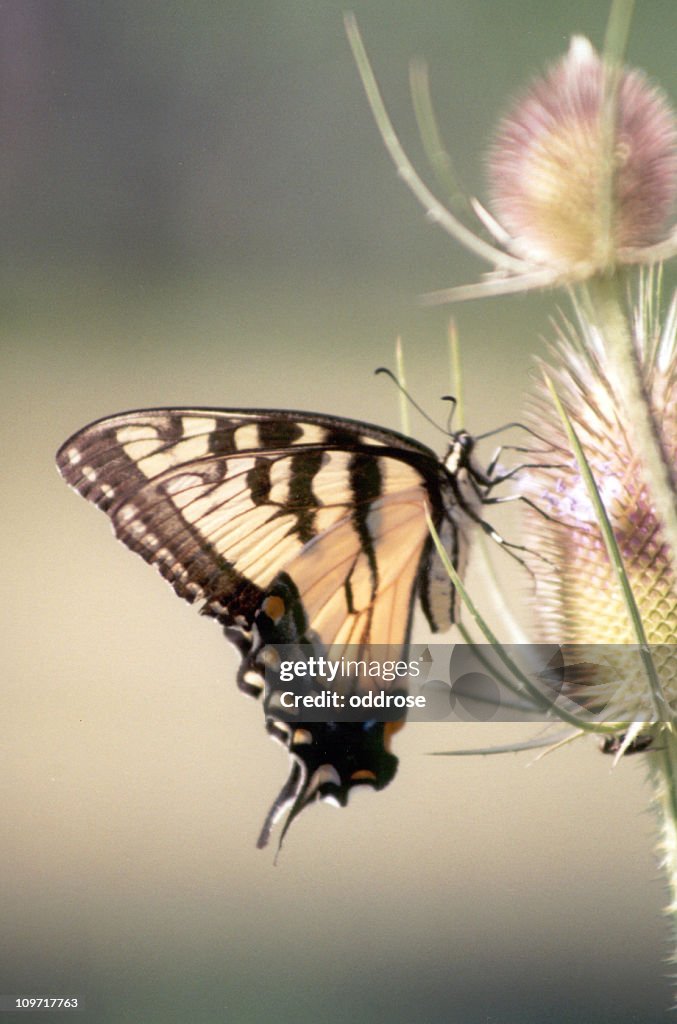 Eastern Tiger Swallowtail Butterfly