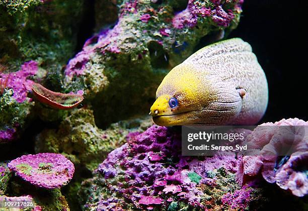 moray eel - saltwater eel stockfoto's en -beelden