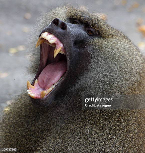 baboon showing teeth - guinea baboons stock pictures, royalty-free photos & images