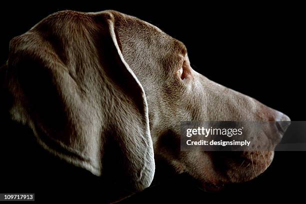 hund-weimaraner profil - weimeraner stock-fotos und bilder