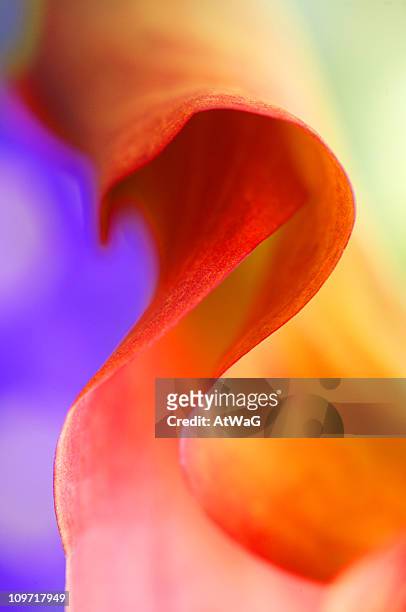 close-up of curled petal calla flower - calla stockfoto's en -beelden