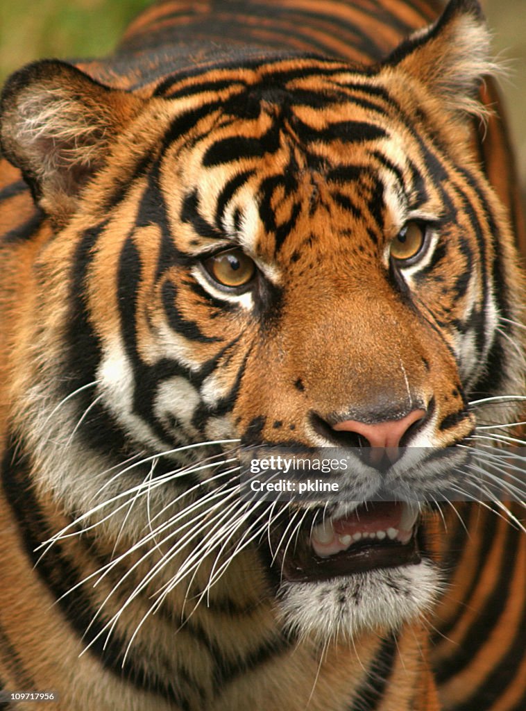 Portrait of Tiger
