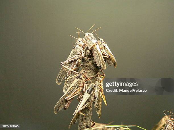 locusts - wanderheuschrecke stock-fotos und bilder