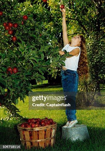Young Girl Picking Apples in Orchard Young Girl Picking Apples in Orchard