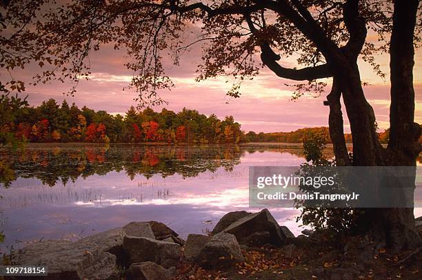 autumn trees lining lake at dusk - boston massachusetts fall stock pictures, royalty-free photos & images