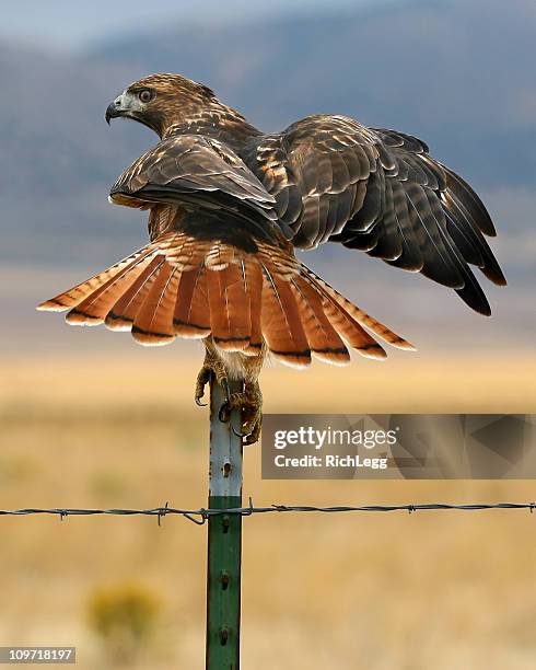 balancing hawk - roodstaartbuizerd stockfoto's en -beelden