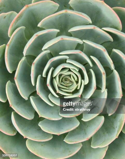 a rose-like green spiral design - leaves spiral stock pictures, royalty-free photos & images