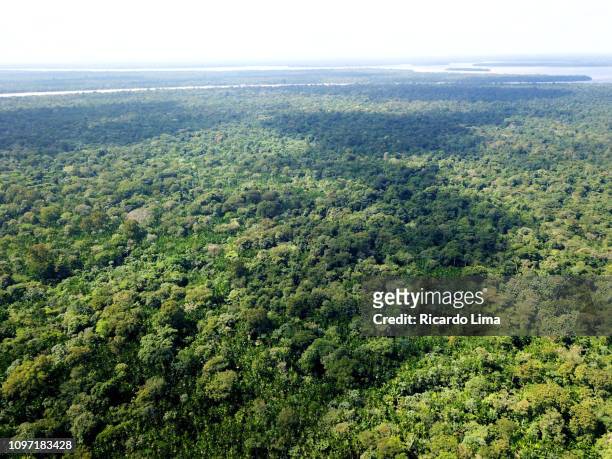 aerial view of amazon rainforest - para state 個照片及圖片檔