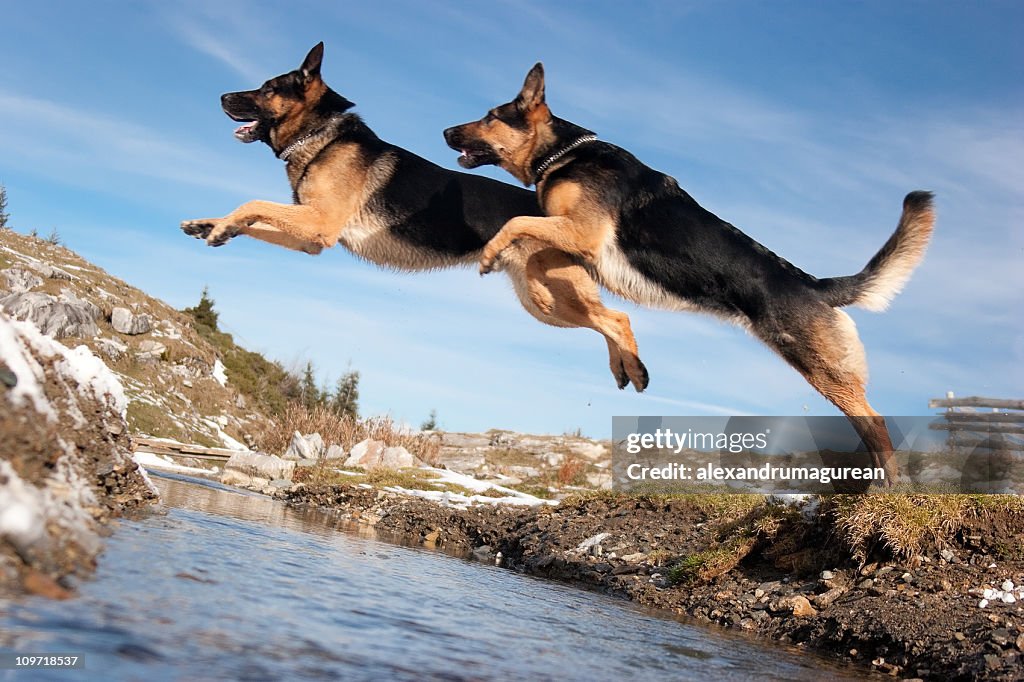 German Shepherd Jumping Over Spring