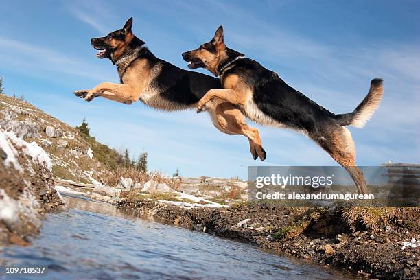 german shepherd jumping over spring - german shepherd stock pictures, royalty-free photos & images