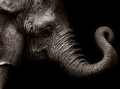 High contrast shot of elephant head with curled trunk