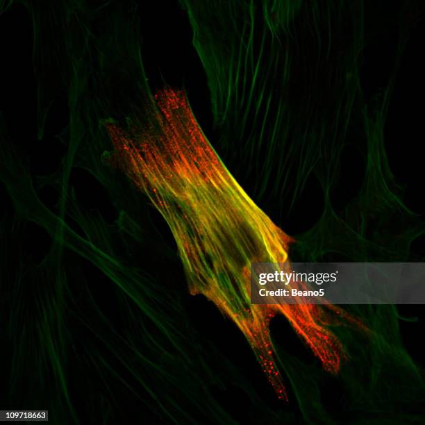 immunoflourescence d'une cellule musculaire lisse - microphotographie immunofluorescente photos et images de collection