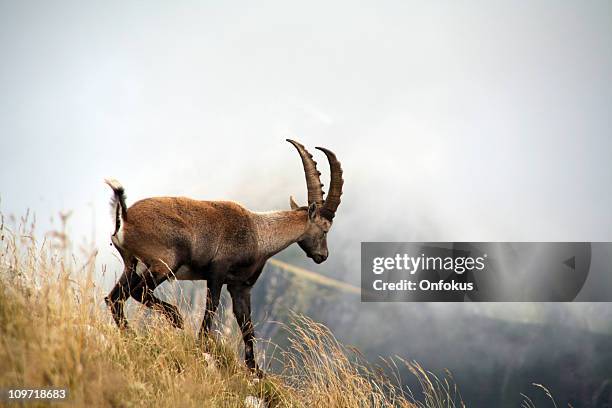 alpine ibex klettern, mountain, evian, frankreich - alpine ibex stock-fotos und bilder