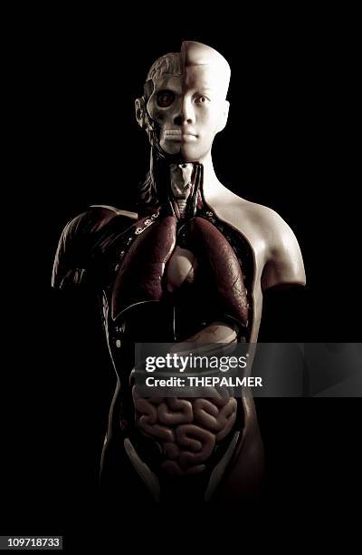 inner beauty - internal system stock pictures, royalty-free photos & images