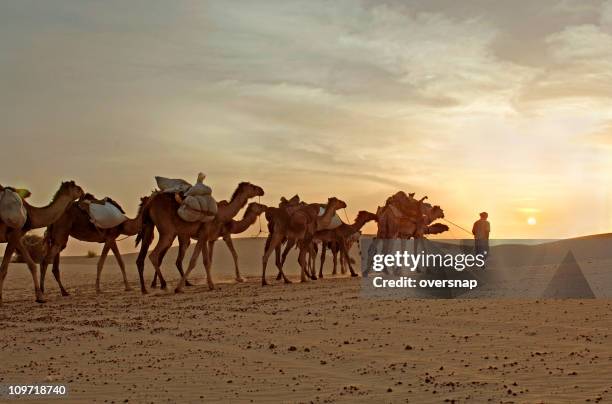 camel caravan travelling through desert - mali 個照片及圖片檔