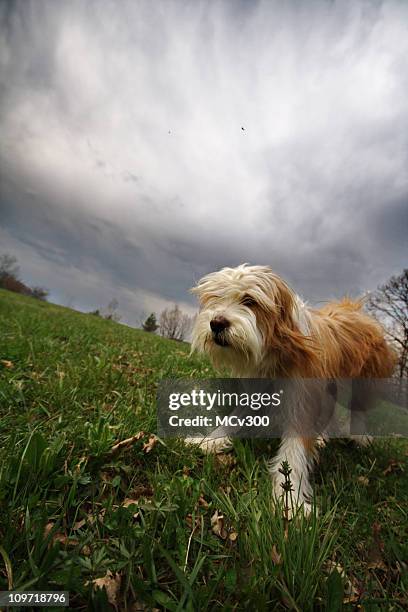 playful tibetan terrier - tibetan culture stock pictures, royalty-free photos & images