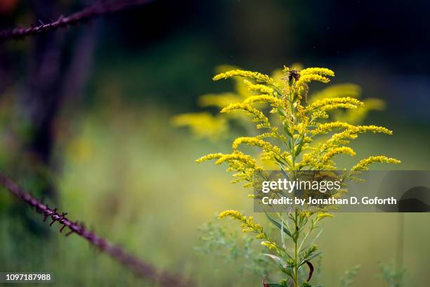 goldenrod - rural kentucky stock pictures, royalty-free photos & images
