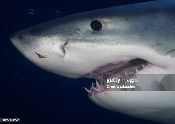 portrait of great white shark - great white shark teeth stock pictures, royalty-free photos & images