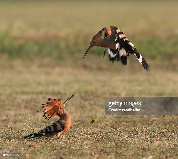 hoopoe attack - hoopoe stock pictures, royalty-free photos & images