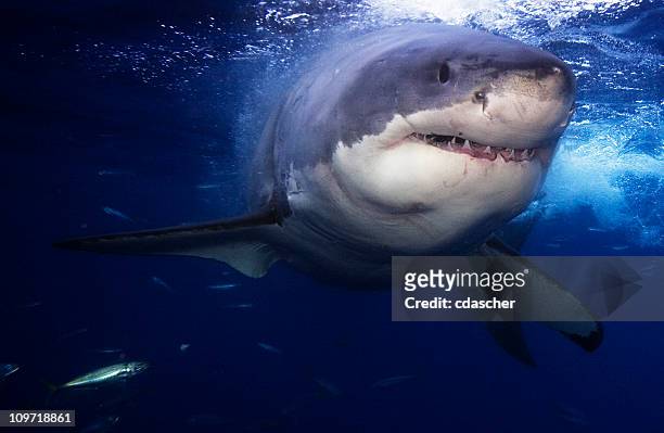 great white shark - hai stock-fotos und bilder