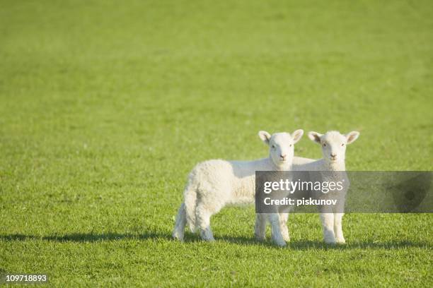 couple of lambs on new zealand meadow - lamb animal stock pictures, royalty-free photos & images