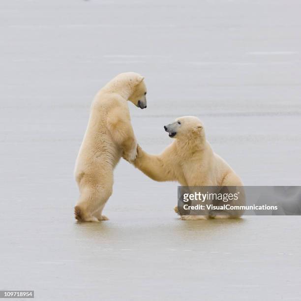 two polar bears. - animal teamwork stockfoto's en -beelden