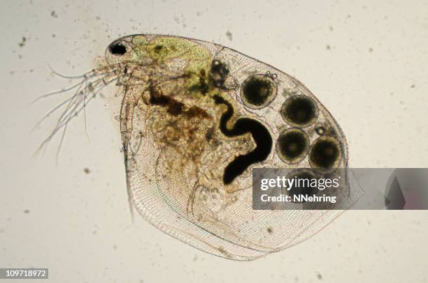 daphnia micrograph - daphnia stock pictures, royalty-free photos & images