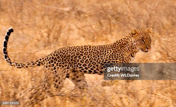 leopard on the run - samburu-national-park stockfoto's en -beelden