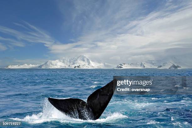 antarctic tail - antarctica stock pictures, royalty-free photos & images