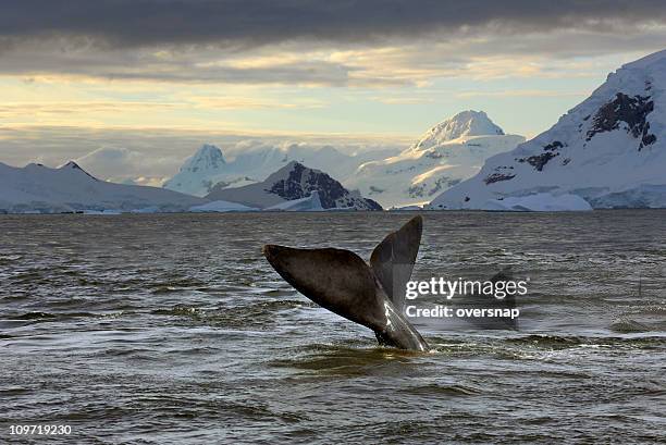 antarctic dusk - southern right whale stock pictures, royalty-free photos & images