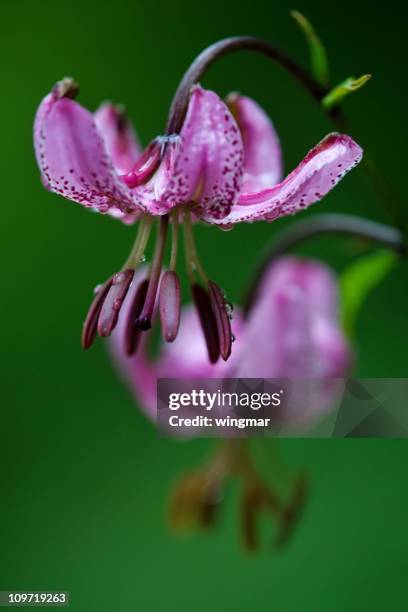 tiger-lilie - tiger lily flower stock-fotos und bilder