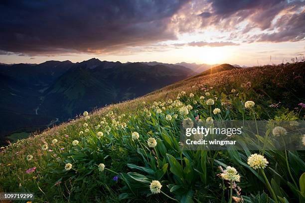 alpine bergwiesen mit bärlauch - alm stock-fotos und bilder