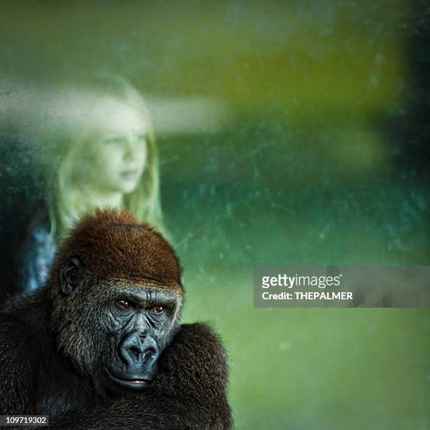 girl and gorilla - 靈長類動物 個照片及圖片檔