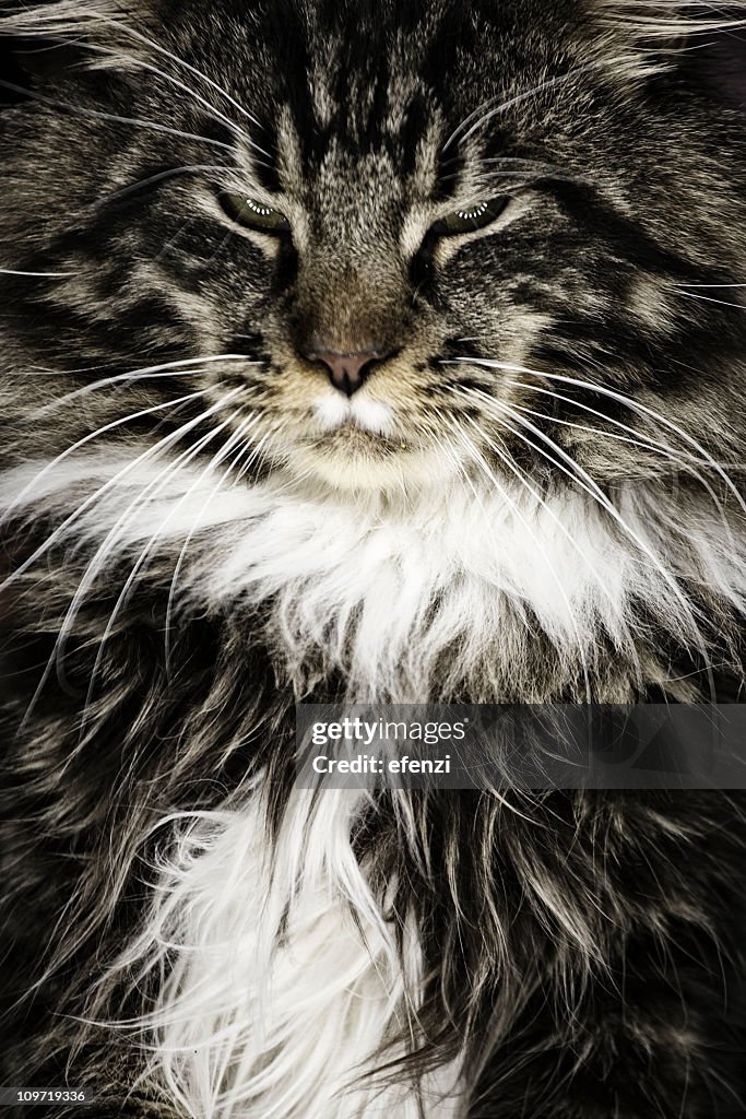 Maine-Coon -