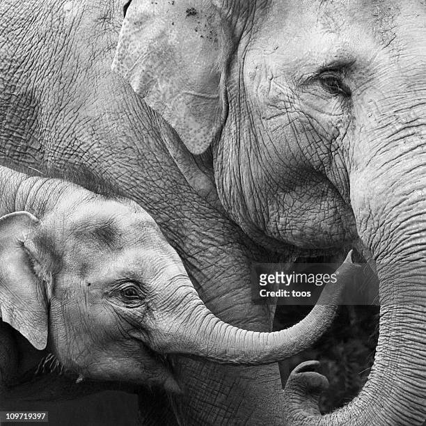 madre y bebé elefante; primer plano - elephant face fotografías e imágenes de stock