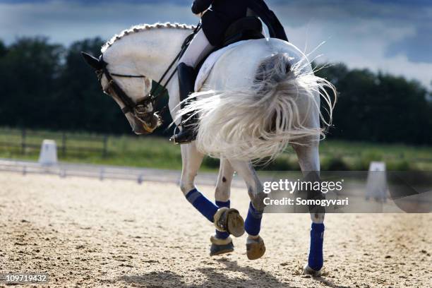 riding a white horse in a corral  - dressage stockfoto's en -beelden