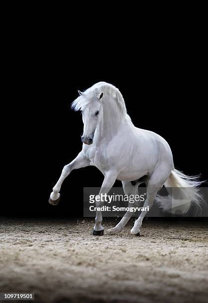 lips purse horse hengst spielen - stallion stock-fotos und bilder