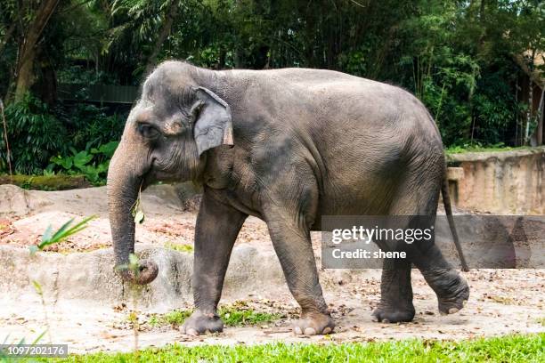 asian elephant - singapore zoo stock pictures, royalty-free photos & images