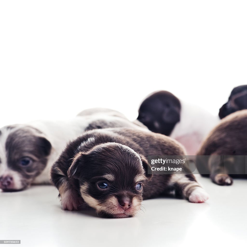 Chihuahua puppies