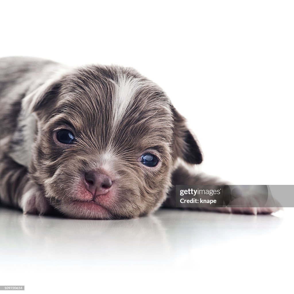 Chihuahua puppy