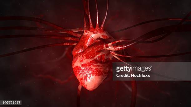 heart with arteries and veins - bloedvaten stockfoto's en -beelden