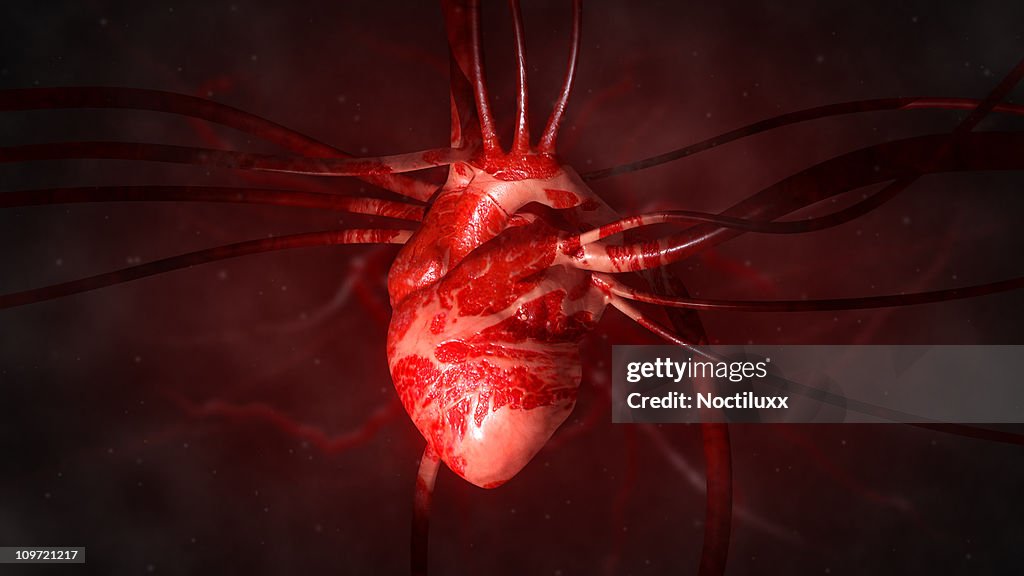 Heart with arteries and veins