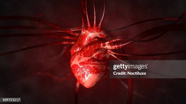 heart with arteries and veins - human blood stock pictures, royalty-free photos & images