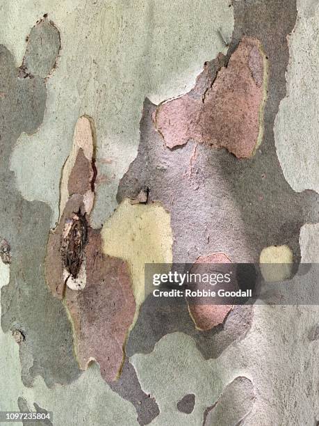 peeling bark on a eucalyptus tree trunk - eucalyptus tree bark stock pictures, royalty-free photos & images