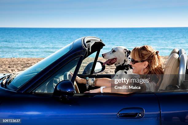 mature woman driving an sports car with her dog - driving car blue stock pictures, royalty-free photos & images