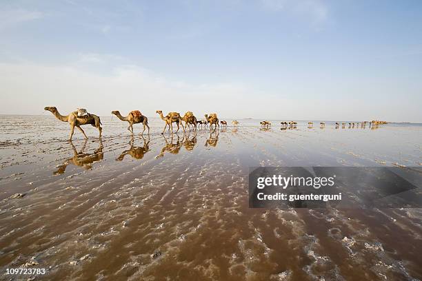 caravan of camels in a line across salt plains - eritrea stock pictures, royalty-free photos & images