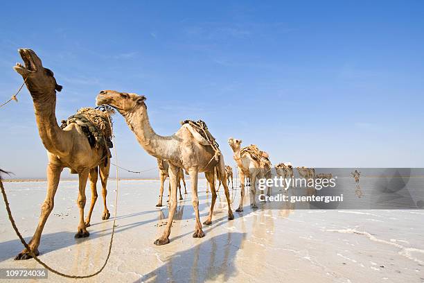 uma das últimas sal caravanas, danakil deserto, etiópia - caravana de camelo imagens e fotografias de stock