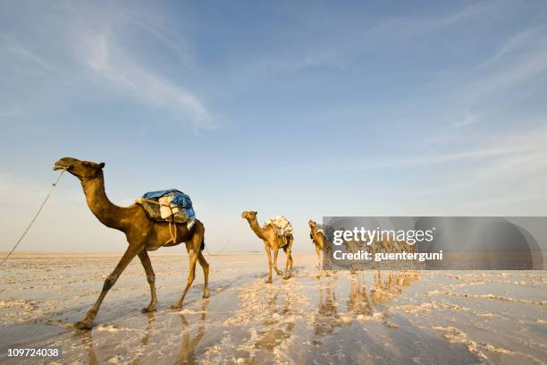 one of the last salt caravans, danakil desert, ethiopia - danakil desert stock pictures, royalty-free photos & images